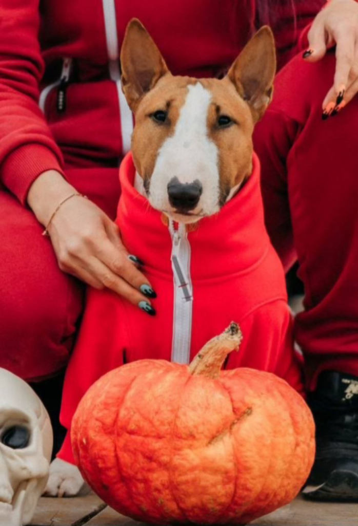 Портрет собаки на рюкзаке заказать.jpg Портрет собаки на рюкзаке заказать.jpg