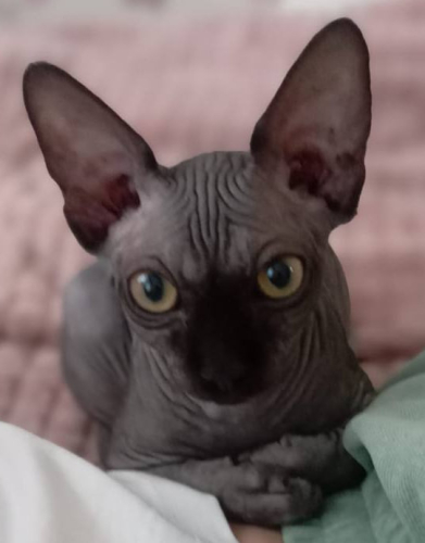 Кожаный шоппер трапеция черного цвета с портретом Сфинкса на заказ - ручная работа - кожаная и замшевая женская сумка шоппер ручной работы с рисунком и вышивкой на заказ фото 3