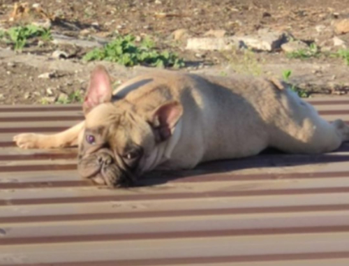 Кожаный черный рюкзак с портретом овчарки ручной работы на заказ - изготовление кожаной женской сумки ручной работы с рисунком | Сумки с принтом на заказ - Sumnizza фото 5