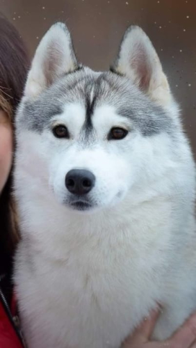 Мужской кошелек на кнопке коричневого цвета с рисунком - портрет собаки ручной работы "Хаски" - кожаный женский кошелек-портмоне ручной работы с рисунком на заказ |  Sumnizza фото 4