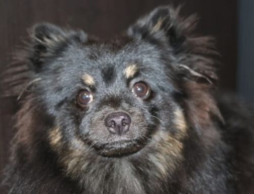 Рюкзак из натуральной кожи с портретом шпица - роспись ручной работы - изготовление кожаной женской сумки ручной работы с рисунком | Сумки с принтом на заказ - Sumnizza фото 11