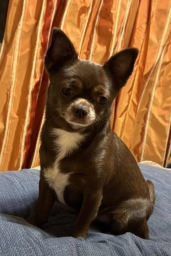 Кожаный шоппер с рисунком «Портрет чихуахуа» ручной работы - изготовление кожаной женской сумки ручной работы с рисунком | Сумки с принтом на заказ - Sumnizza фото 5