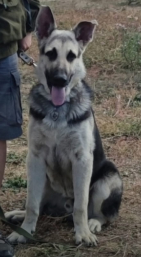 Кожаный черный рюкзак с портретом овчарки ручной работы на заказ - изготовление кожаной женской сумки ручной работы с рисунком | Сумки с принтом на заказ - Sumnizza фото 4