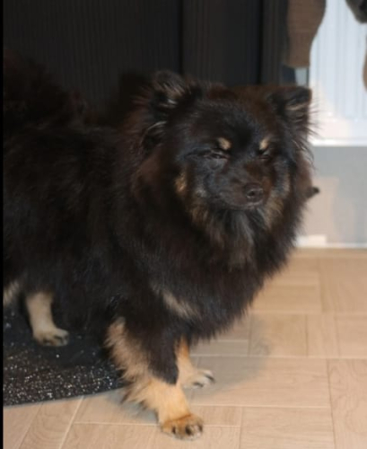 Рюкзак из натуральной кожи с портретом шпица - роспись ручной работы - изготовление кожаной женской сумки ручной работы с рисунком | Сумки с принтом на заказ - Sumnizza фото 12